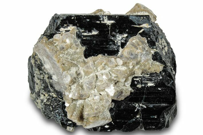 Lustrous Muscovite Aggregations on Black Tourmaline - Namibia #322761